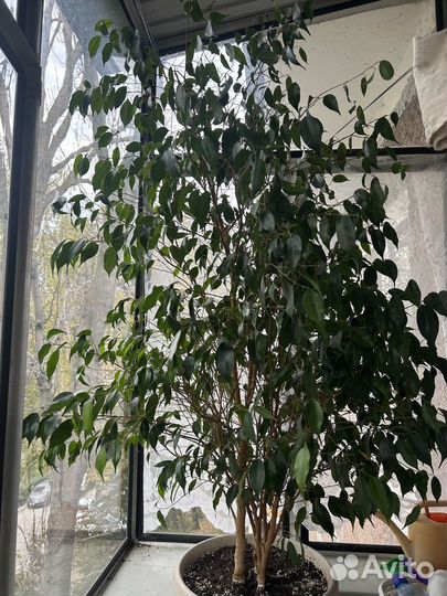 Фикусы Бенджамина