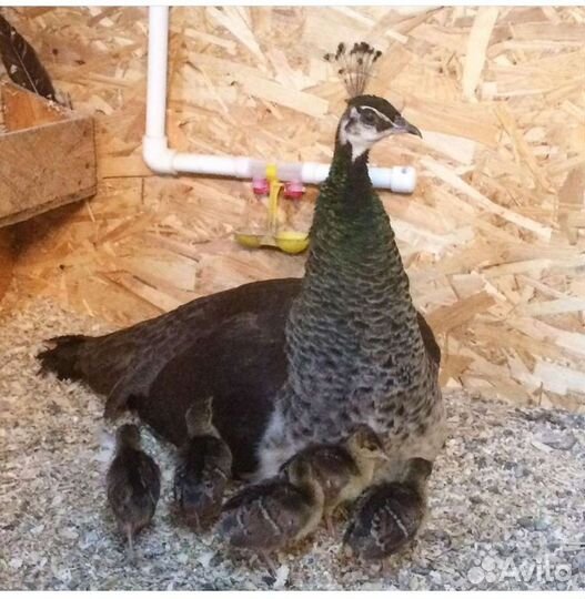 Фазаны павлины