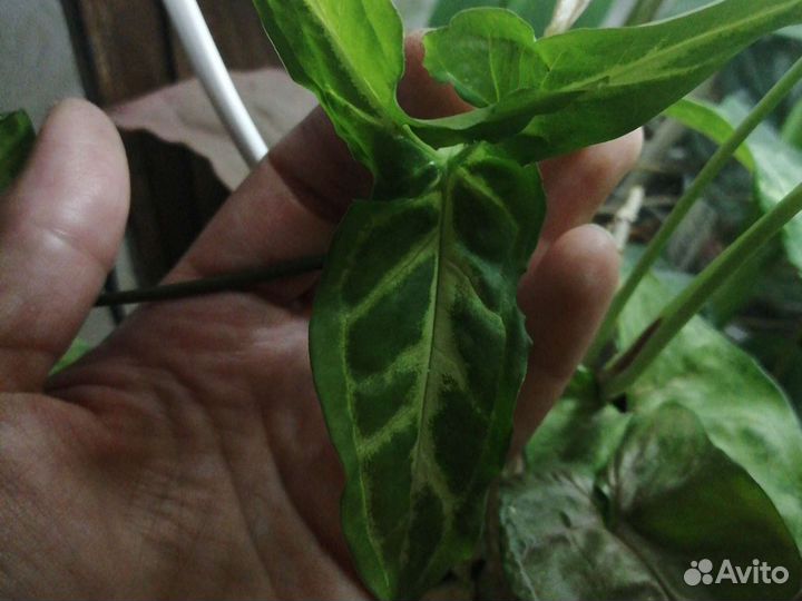 Сингониумы