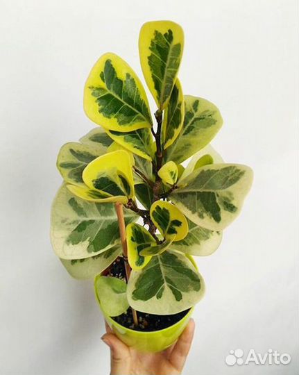 Фикус триангулярис коканат крем, вайт марджин