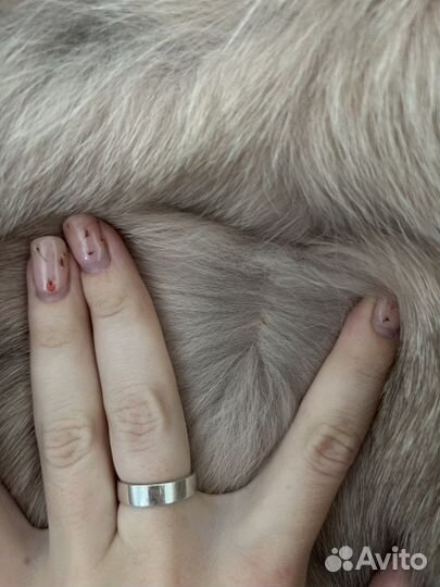 Шуба жилет трансформер из песца