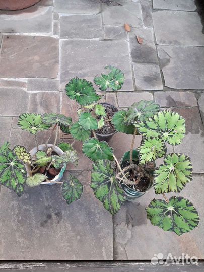 Бегония садовые цветы