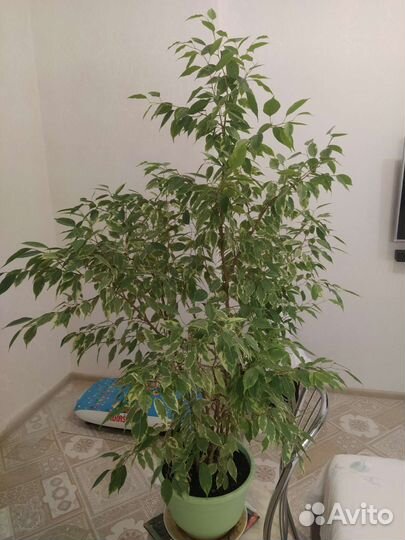 Фикус Бенджамина