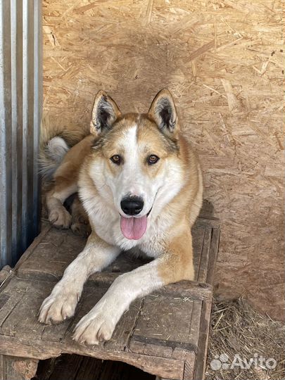 Лайка вязка