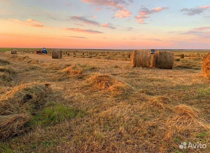 Сено в тюках