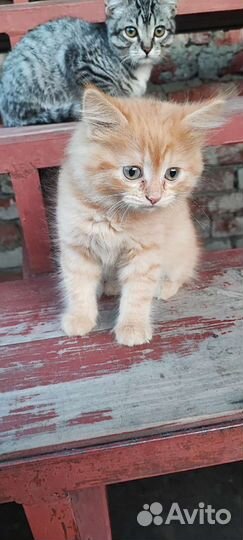 Котята в добрые руки приучены к лотку