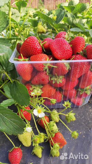 Клубника ягода свежая