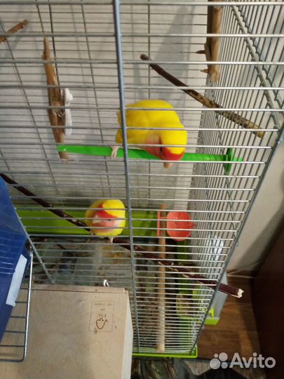 Попугай неразлучники с клеткой