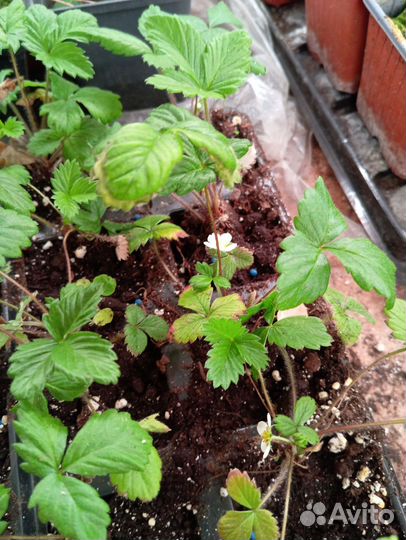 Саженцы земляники