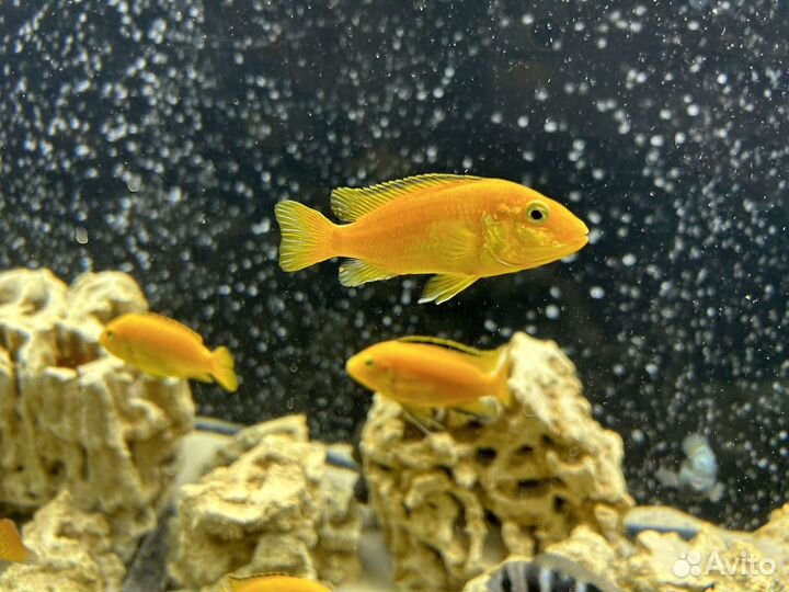 Лабидохромис еллоу