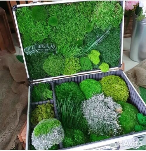 Стабилизированный мох для интерьера