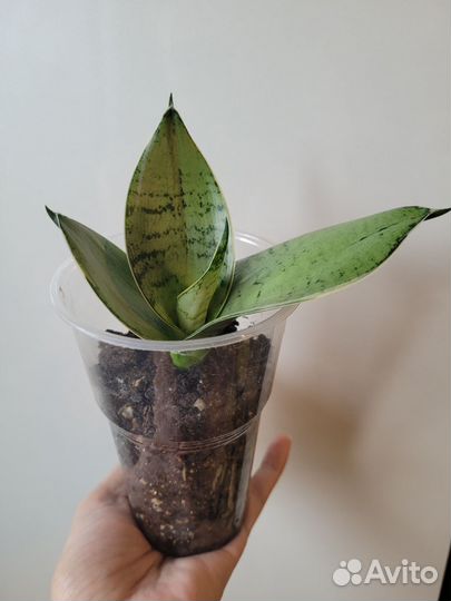 Сансевиерии