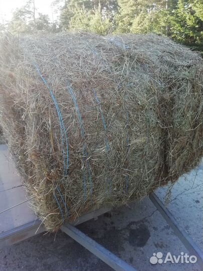 Сено 23 года