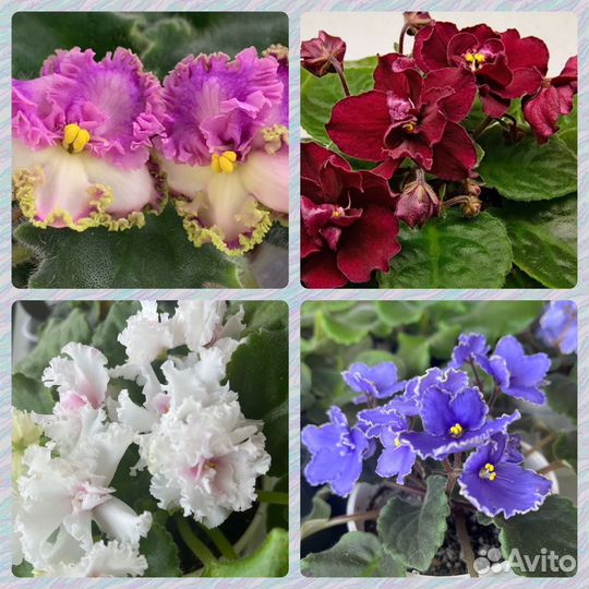 Сортовые фиалки