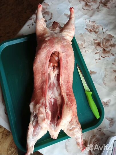 Нутрии живые и мясо