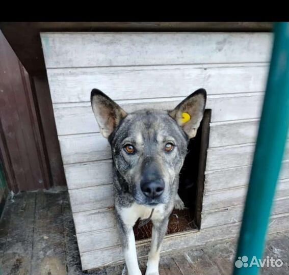 Собака в добрые руки