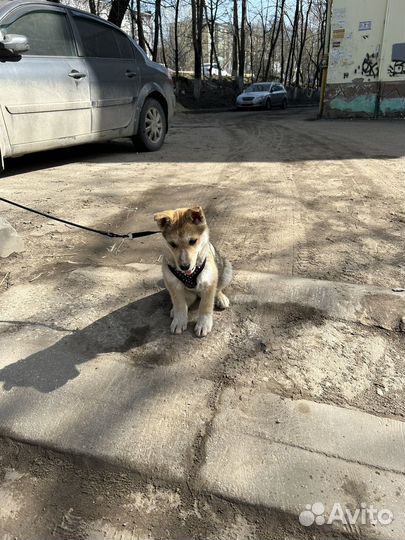 Щенок в добрые руки