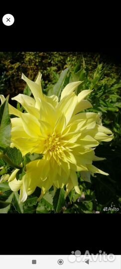 Рассада помидор клубни георгин