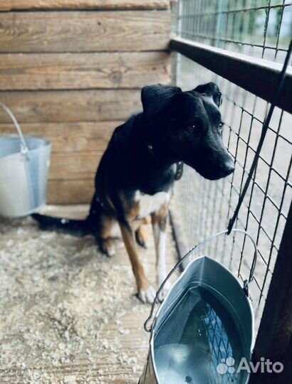 Гера опять в приюте