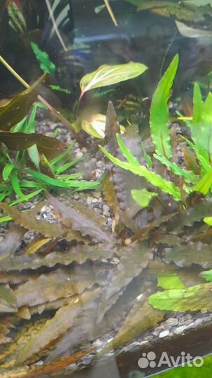 Аквариумные растения