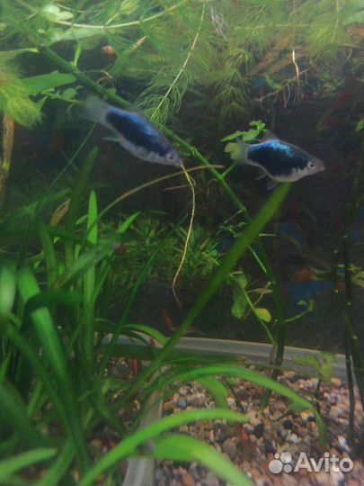 Акваримные рыбки