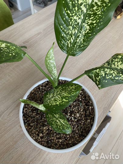 Дифенбахия