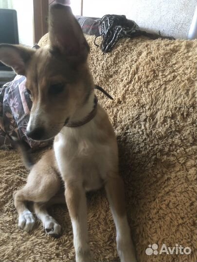 Нашли собаку