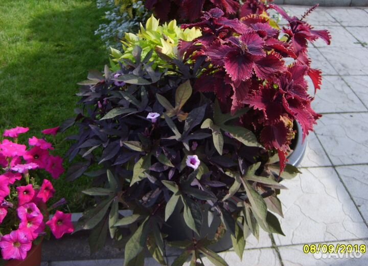 Растения декоративные сортов для дома и для сада