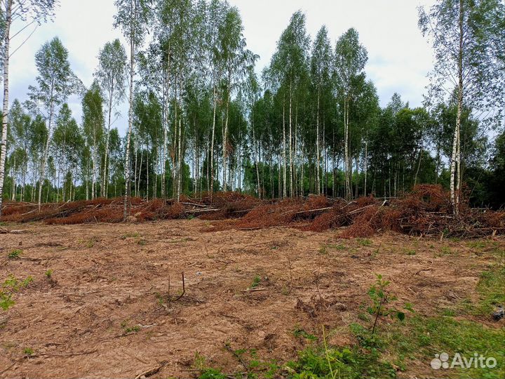 Берёза, осина кругляк