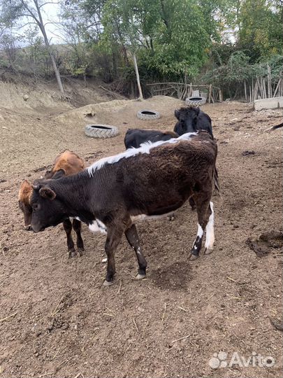 Телки и бычки