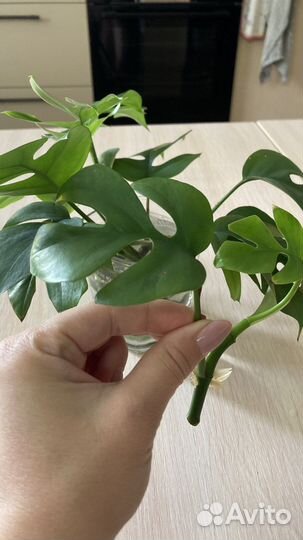 Рафидофора тетрасперма