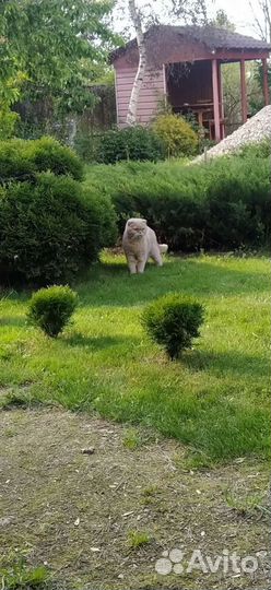 Передержка кошек