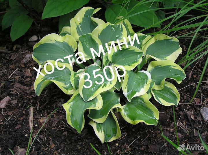 Хосты много сортов, Пионы