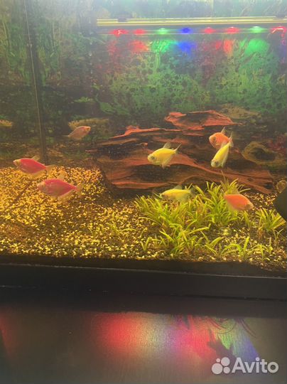 Аквариум с рыбками