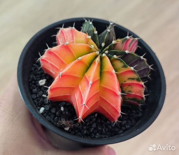 Кактус гимнокалициум вариегатный d10