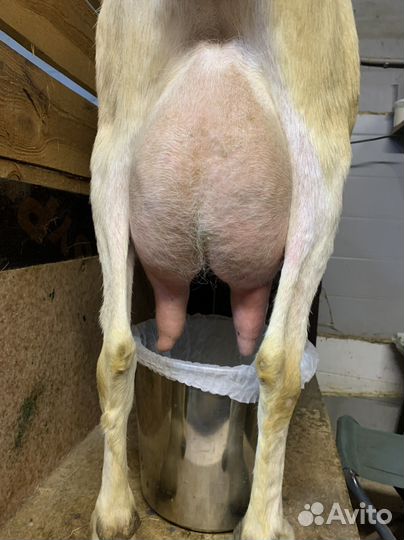 Козы дойные