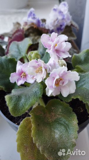 Цветущие фиалки