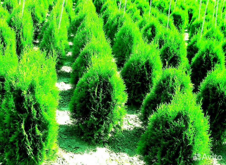 Высокая туя на участок Колумна