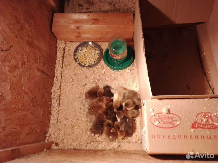 Молодняк птицы