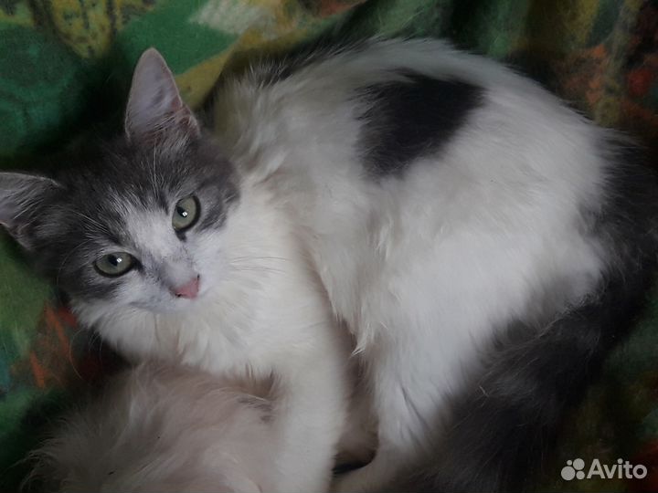 Серебристо - белая девочка