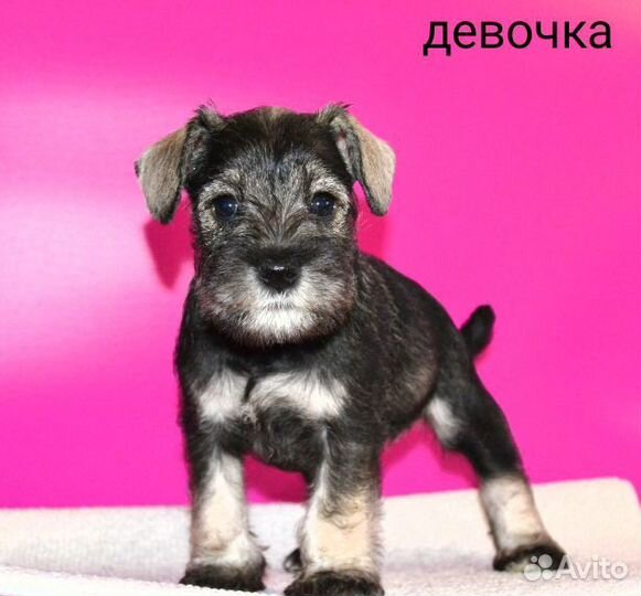 Щенки цвергшнауцера перец с солью