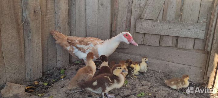 Домашние петухи, индоутки и утята