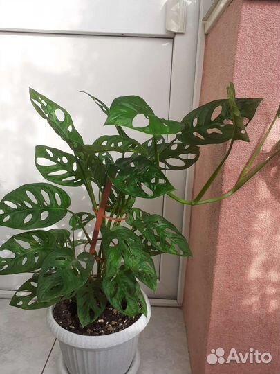 Монстера манки