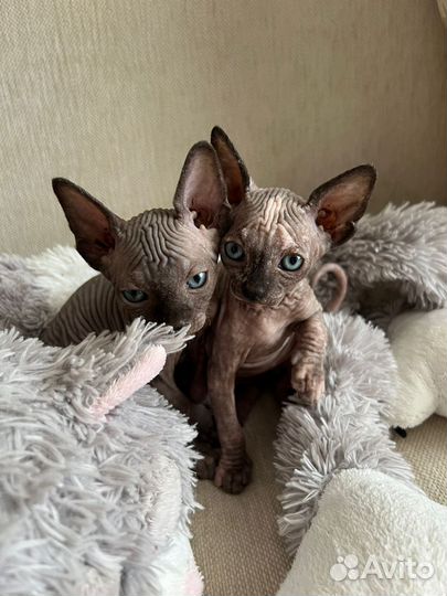 Канадский сфинкс котята