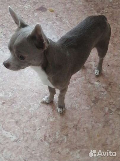 Вязка лиловый чихуахуа