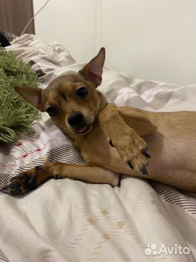 Той-терьер вязка мальчик