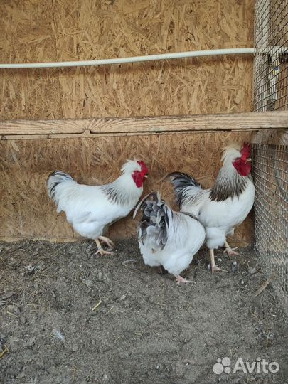 Петушки Русские хохлатые