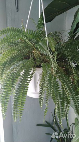 Папоротник