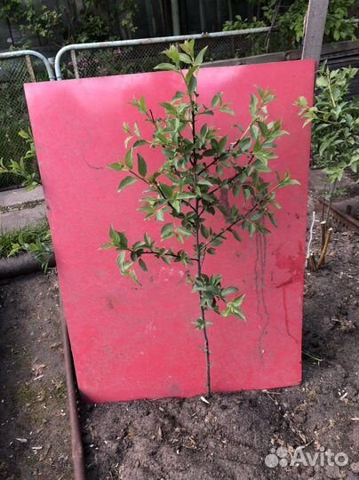 Саженцы сливы