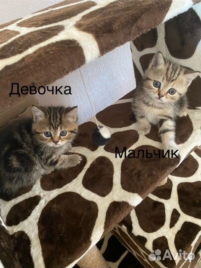 Шотландские котята